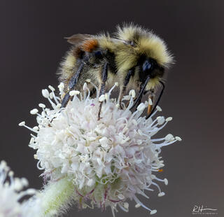 A Bee's Life