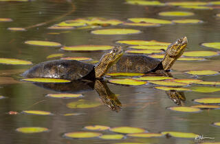 Basking