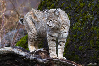 Bobcat