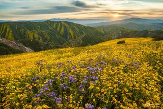 California Gold