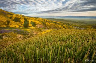 California Splendor