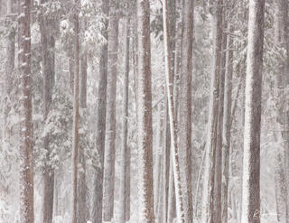 Conifer Flury