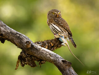 Small but Fearsome