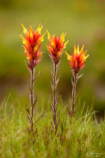 Flower Family