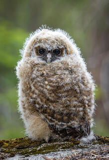 Fluffball
