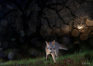 Fox Patrol