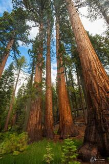 Mariposa Giants