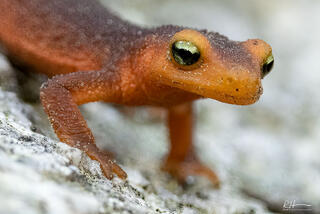 Newt's View