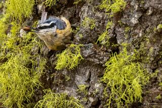 Nuthatching