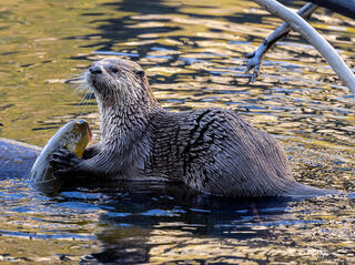 Otter Breakfast