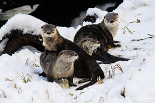 Otter Family