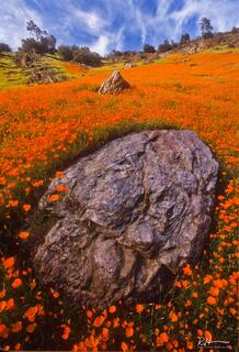 Poppy Party