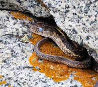 Serpent