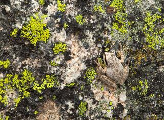 Treefrog Camo