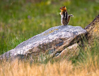 Standing Guard