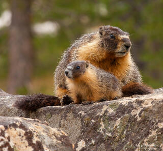 Tenderness