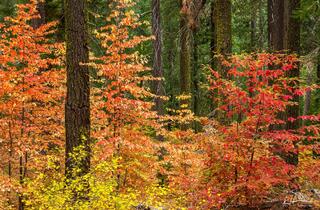 Tuolumne Diversity