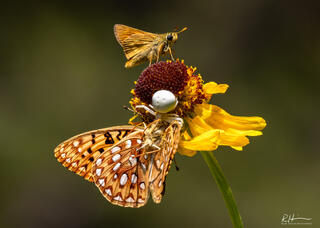 Wild Kingdom
