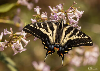 Winged Beauty