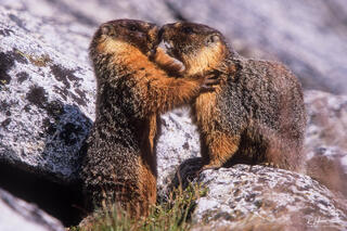 Tender Embrace