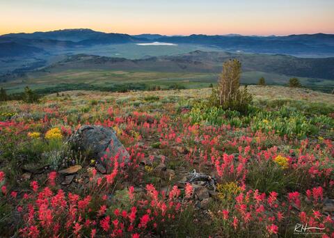 Eastern Sierra bloom