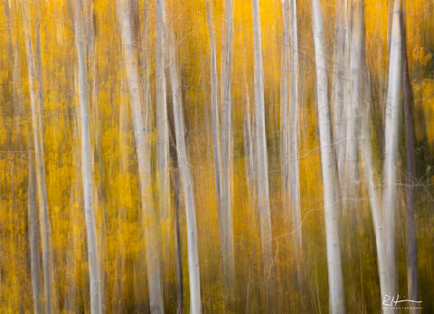 Ghost Aspens