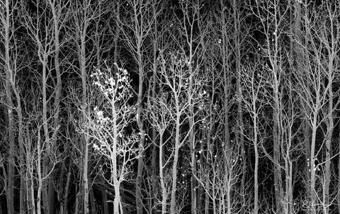 Remnant