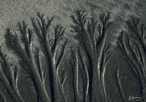 Sand Trees