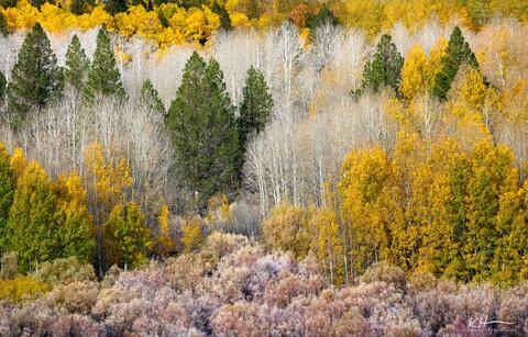 Tones of Fall